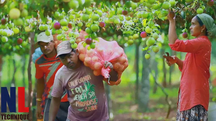 From Farm To Factory: Amazing Passion Fruit Processing Technology
