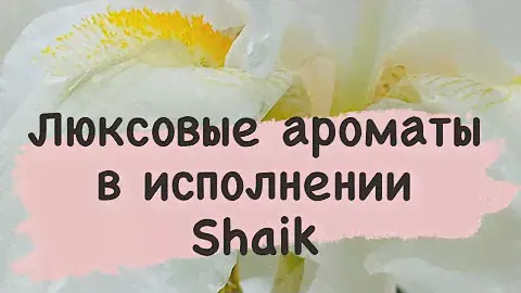 Люксовые хиты от Shaik. Да или нет? Сравниваем версию Shaik и Enfes.